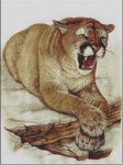 (image for) Wild